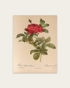 Redouté – Gallica Rose