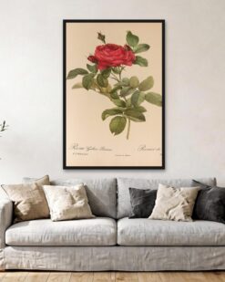 Redouté – Gallica Rose