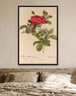 Redouté – Gallica Rose