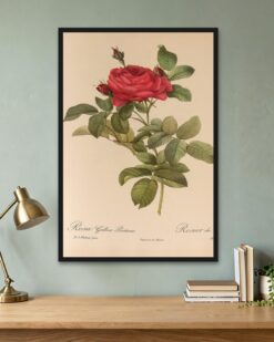 Redouté – Gallica Rose