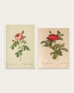 Redouté Roses Set of 2