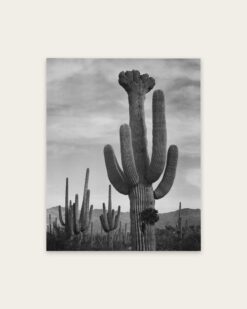 Saguaros