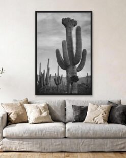 Saguaros