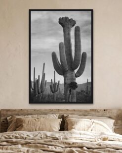 Saguaros