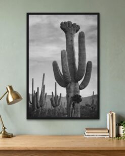 Saguaros