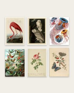 The Naturalist Gallery Wall Set of 6