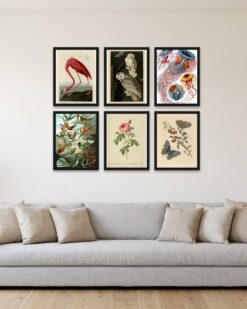 The Naturalist Gallery Wall Set of 6